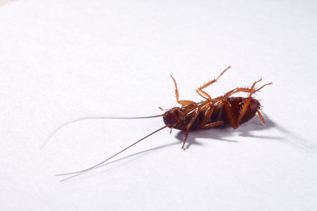cockroach on the plain background