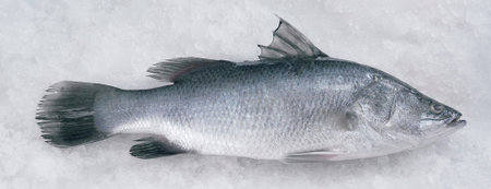 Image series of fishes.
