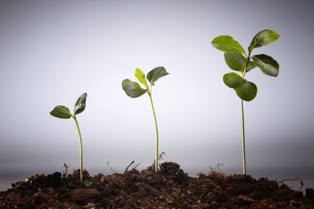 plant is growing in different stageの写真素材