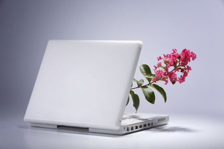 grown plant from the laptopの写真素材