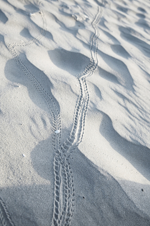 path trail on the sandの写真素材