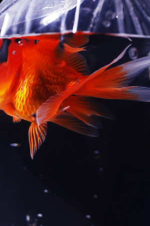 stock image of the gold fish in a plastic bagの写真素材