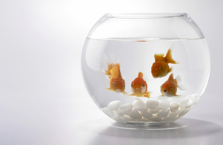 Four Goldfishes looking from fish bowlの写真素材