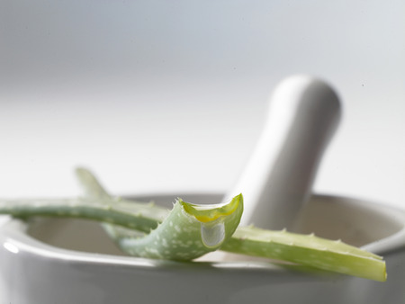 Aloe vera with dropsの写真素材
