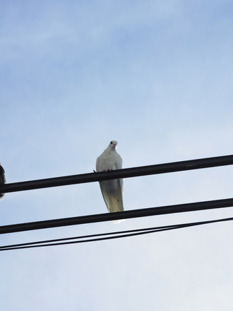 Bird on cable lineの写真素材