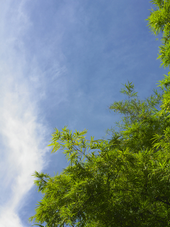 Close up of green leaves, brightly lit against a blue skyの写真素材