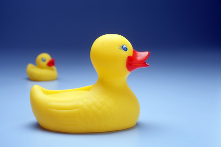 Rubber yellow duck isolated on coloured background.の写真素材