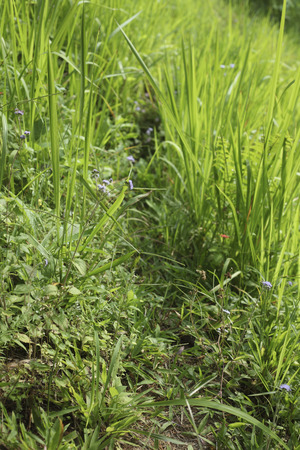 Fresh grass with some flowers.の写真素材