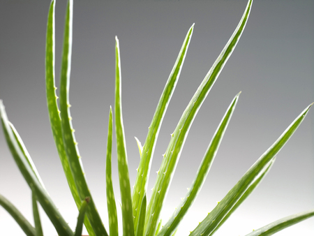 Close up shot of Aloe Vera isolated on plain backgroundの写真素材