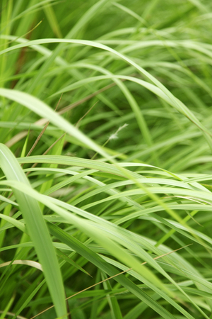 Macro of long grass blades, full frame.の写真素材