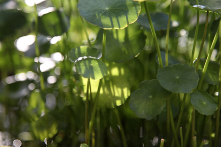 Close up shot of green tree leaves.の写真素材