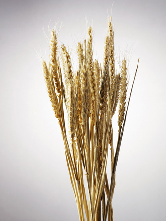 Wheat stems on plain background.の写真素材