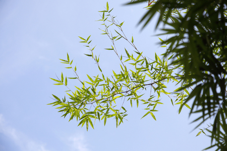 Fresh leaves in a forestの写真素材