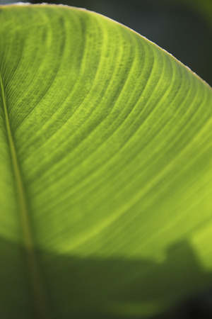 close up of green leaf veinsの写真素材