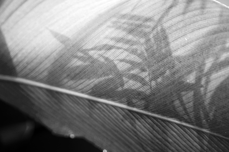 close up of green leaf veins (black and white)の写真素材