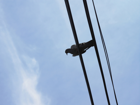 a bird on cable lineの写真素材