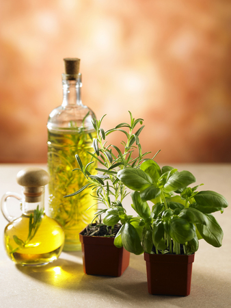 stock image of the olive oil and herb plantの写真素材