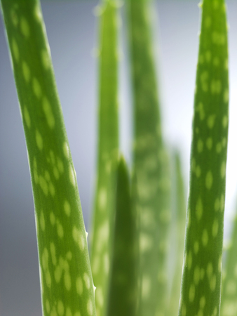 Close up shot of Aloe Vera isolated on plain backgroundの写真素材