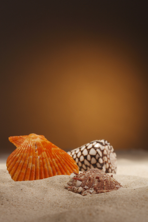Seashells isolated on the sand.の写真素材