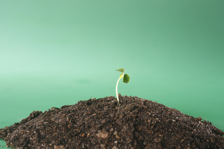 stock image of the small plant growingの写真素材