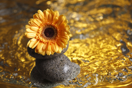 close up of the daisy flower on gold color liquidの写真素材