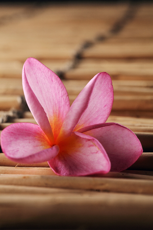 pink frangipani flower resting on the bamboo matの写真素材