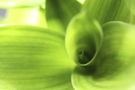 close up of the bamboo leafの写真素材