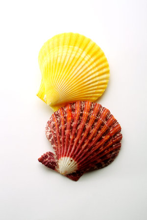 Scallop (Pectinidae sp.) seashell, close-up