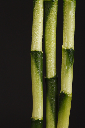 close up of the bambooの写真素材