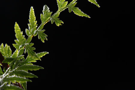 Green Fern Frond on Black Background