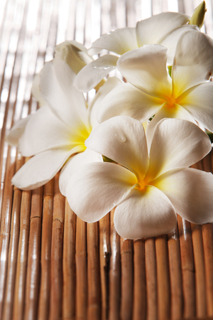 Frangipani on the bamboo matの写真素材
