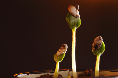 A new life growth on dirtの写真素材