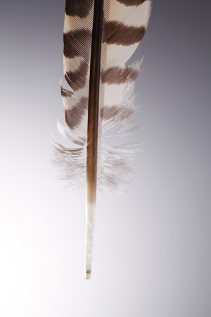closeup of the quill pen on the gray backgroundの写真素材