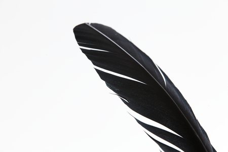 Feather against a white backgroundの写真素材