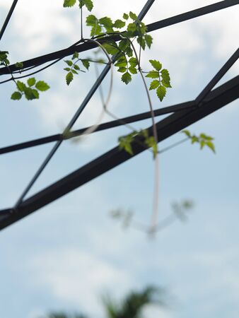 plant on the fencing with blue skyの写真素材