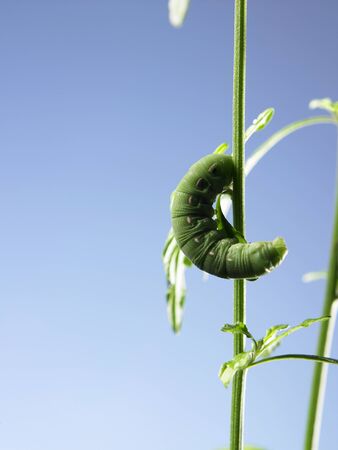 caterpillar on the branch of plantの写真素材