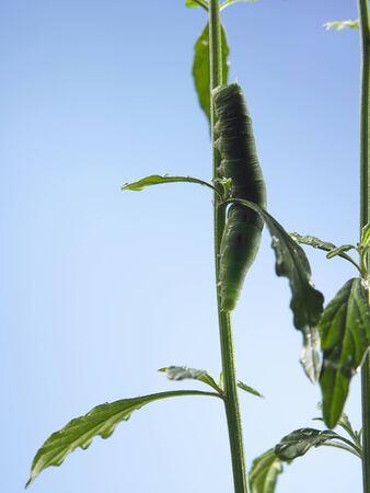 green caterpillar on the plantの写真素材