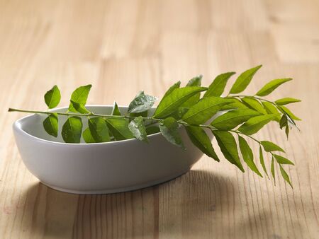 fresh curry leaf on top of white bowlの写真素材