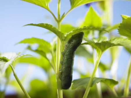close up caterpillar on the plantの写真素材