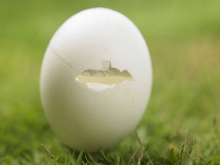 egg cracked on the grassの写真素材