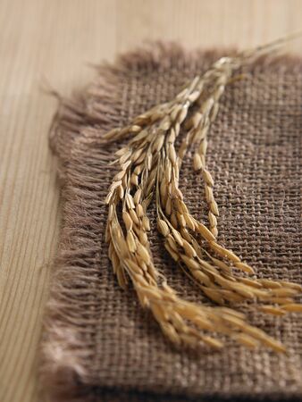 paddy on the sack clothの写真素材