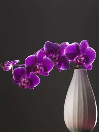 purple color orchid in the vaseの写真素材