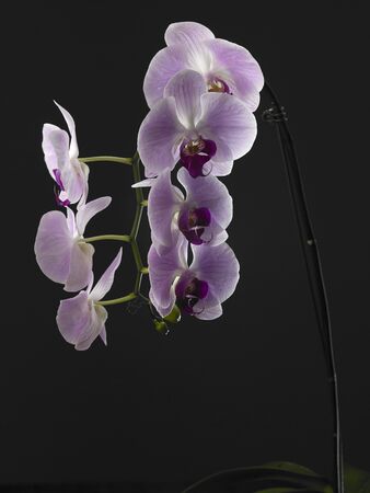 close up of the beauty of orchid flowerの写真素材