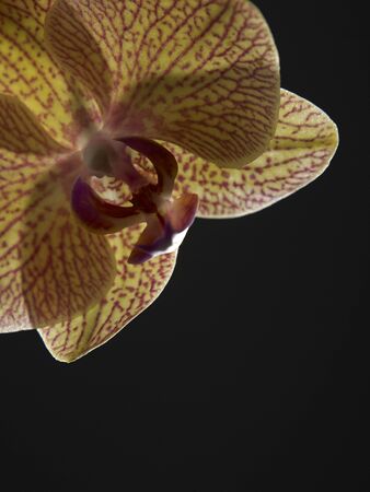 close up of the beauty of orchid flowerの写真素材