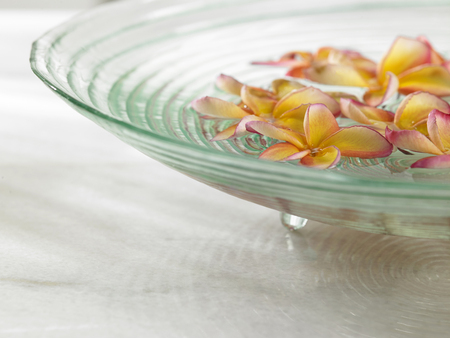 Plumeria flower floating on waterの写真素材
