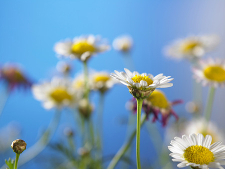 cdaisy flowers on the blue backgroundの写真素材