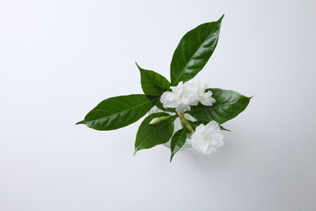 jasmine jasmine flower in a glass with waterの写真素材