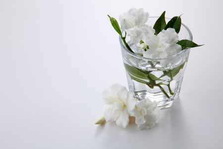 jasmine jasmine flower in a glass with waterの写真素材