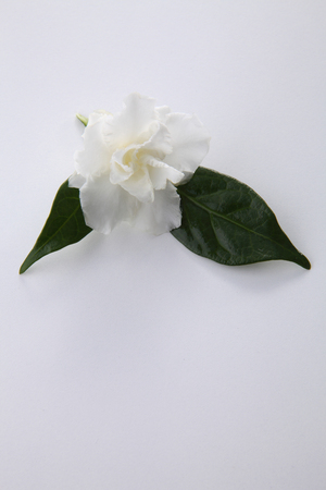 single jasmine flower with the leafの写真素材