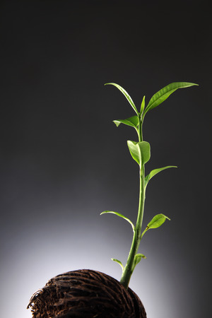 Suicide tree, Pong seed is growing a new lifeの写真素材